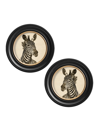 c1890 zebra illustrations in round frame dark in size 96 x 96cm - glass-fronted framed wall art print with solid wood frame, designed for high-end interior design