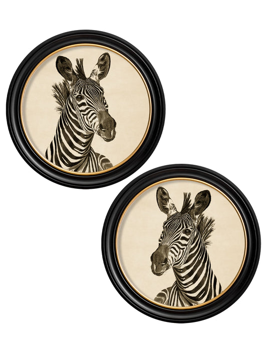 c1890 Zebra Illustrations in Round Frame - Dark in size 44 x 44cm - glass-fronted framed wall art print with solid wood frame, adds elegance to your decor