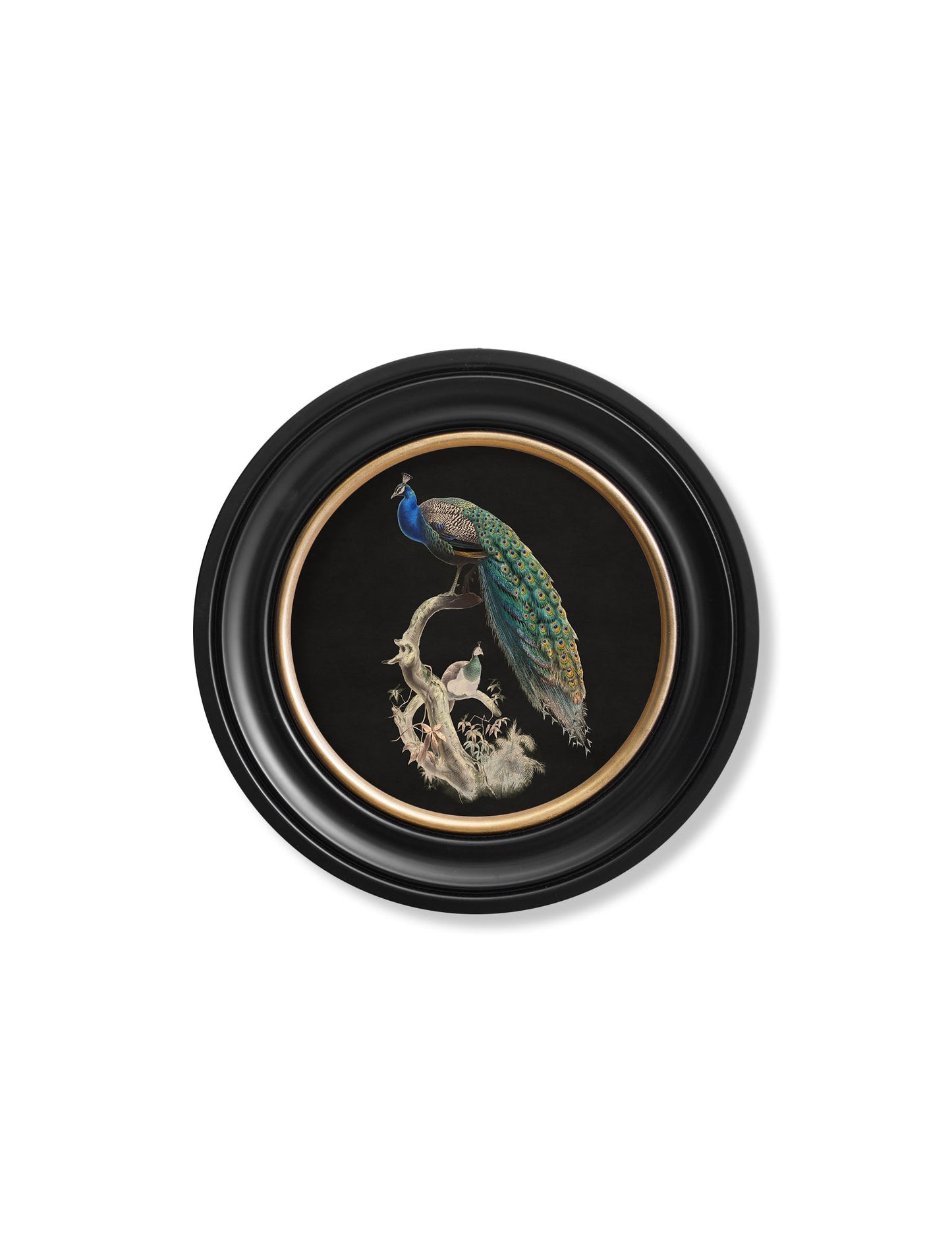 c 1847 peacock in round frame dark in size 70 x 70cm - glass-fronted framed wall art print with solid wood frame, ideal for contemporary home styling