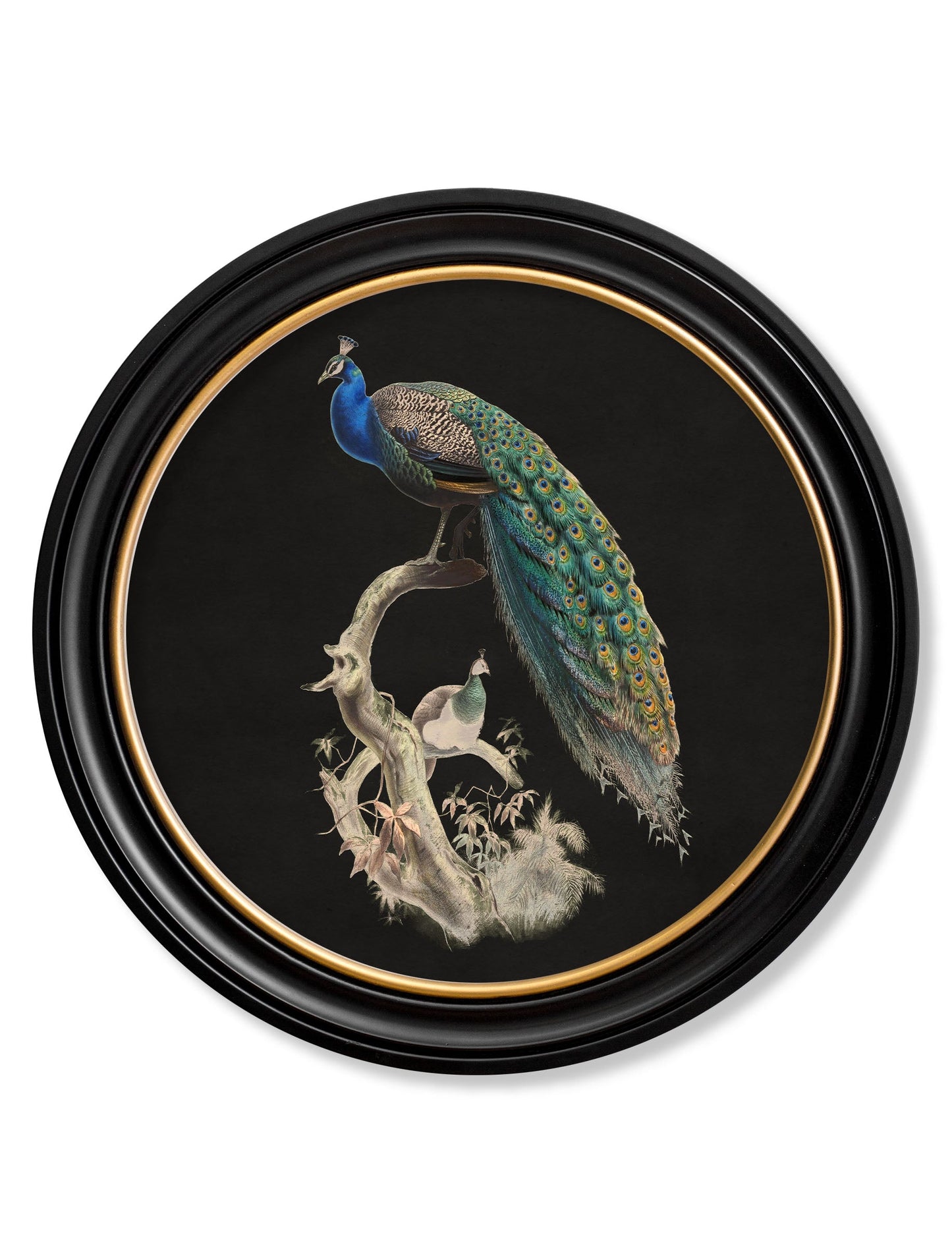 c 1847 peacock in round frame dark in size 70 x 70cm - glass-fronted framed wall art print with solid wood frame, adds elegance to your decor