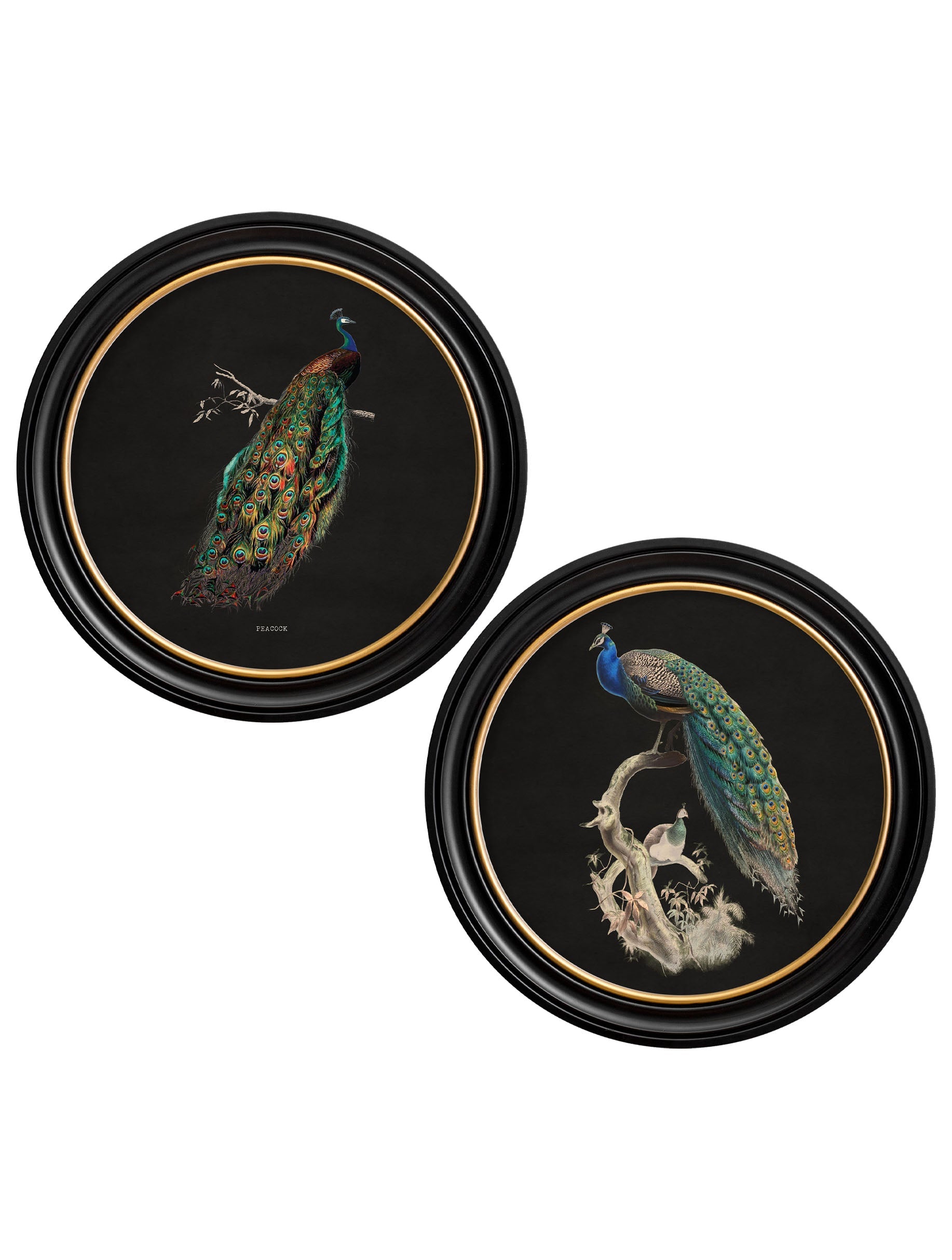 c.1847 Peacocks in Round Frames - Dark in size 44 x 44 cm - glass-fronted framed wall art print with solid wood frame, a beautiful addition to stylish homes