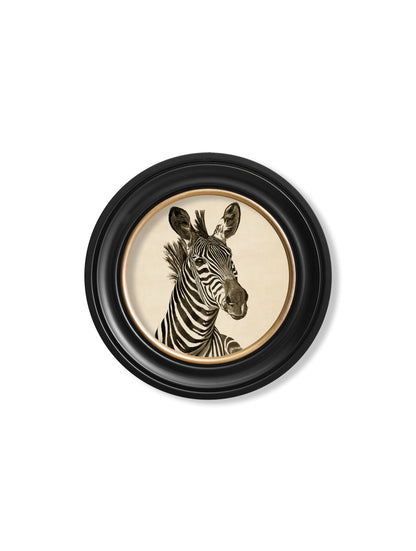 c1890 zebra illustrations in round frame dark in size 70 x 70cm - glass-fronted framed wall art print with solid wood frame, perfect for luxury home decor