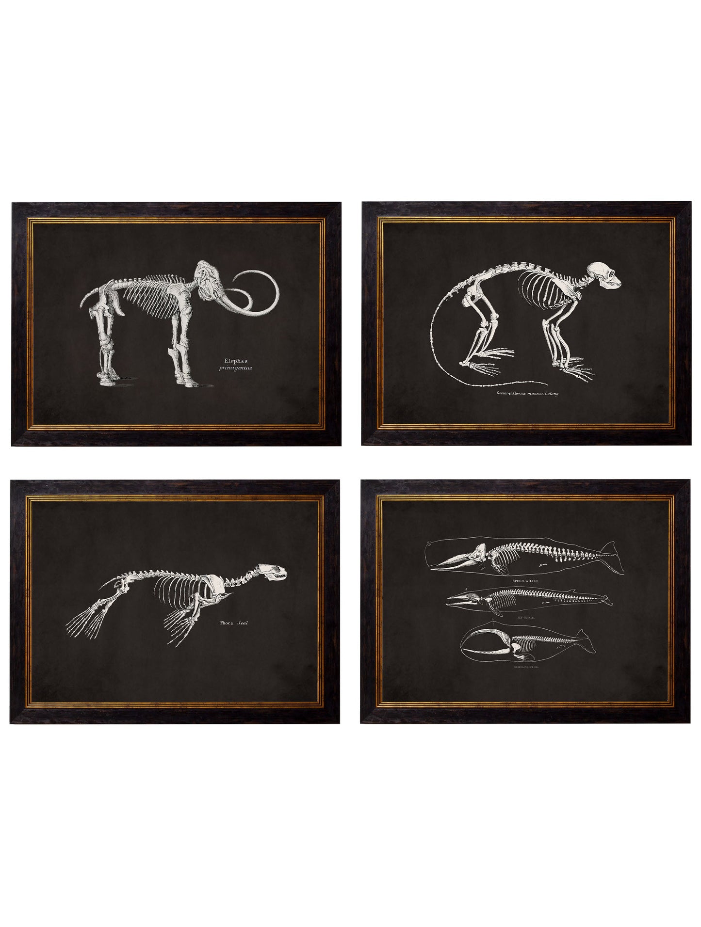 c.1870 Anatomical Skeletons - Dark in size 38 x 50cm - glass-fronted framed wall art print with solid wood frame, perfect for statement wall decor