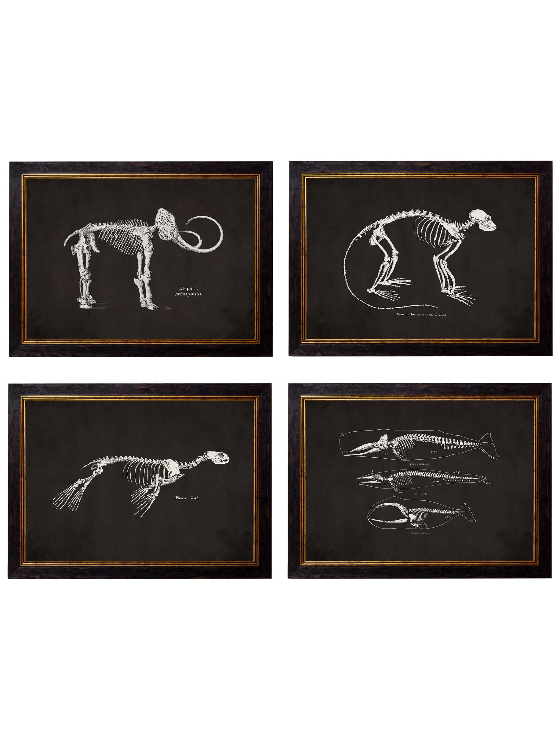 c.1870 Anatomical Skeletons - Dark in size 38 x 50cm - glass-fronted framed wall art print with solid wood frame, perfect for statement wall decor