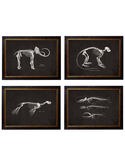 c.1870 Anatomical Skeletons - Dark in size 38 x 50cm - glass-fronted framed wall art print with solid wood frame, perfect for statement wall decor