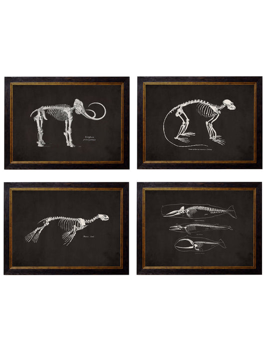 c.1870 Anatomical Skeletons - Dark in size 38 x 50cm - glass-fronted framed wall art print with solid wood frame, perfect for statement wall decor