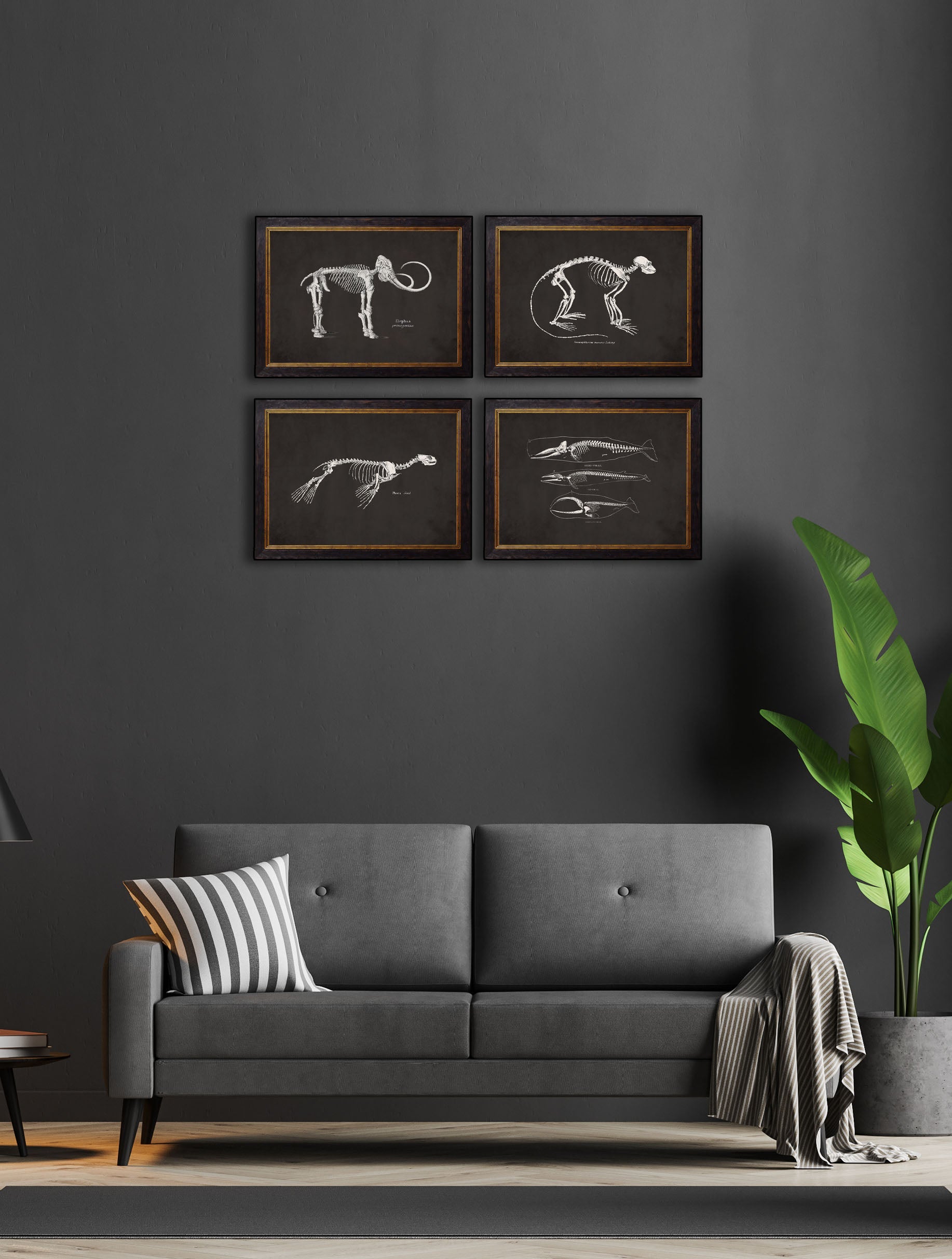 c 1870 anatomical skeletons dark in size 38 x 50cm - glass-fronted framed wall art print with solid wood frame, designed for high-end interior design