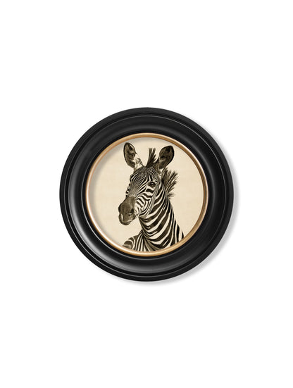 c1890 zebra illustrations in round frame dark in size 44 x 44cm - glass-fronted framed wall art print with solid wood frame, designed for high-end interior design
