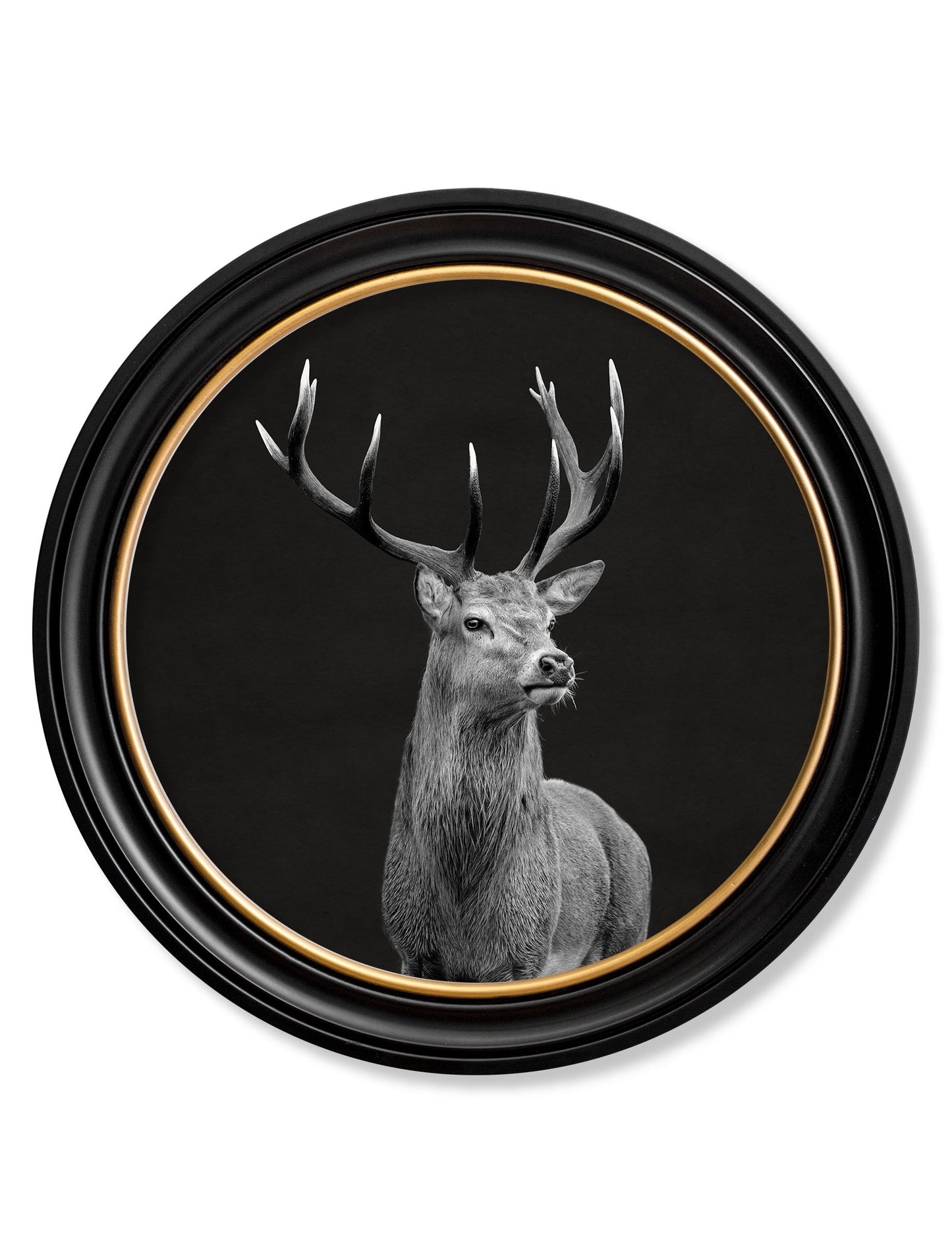 Wildlife Photography - Red Deer - Round Frame in size 44 x 44cm - glass-fronted framed wall art print with solid wood frame, designed for high-end interior design