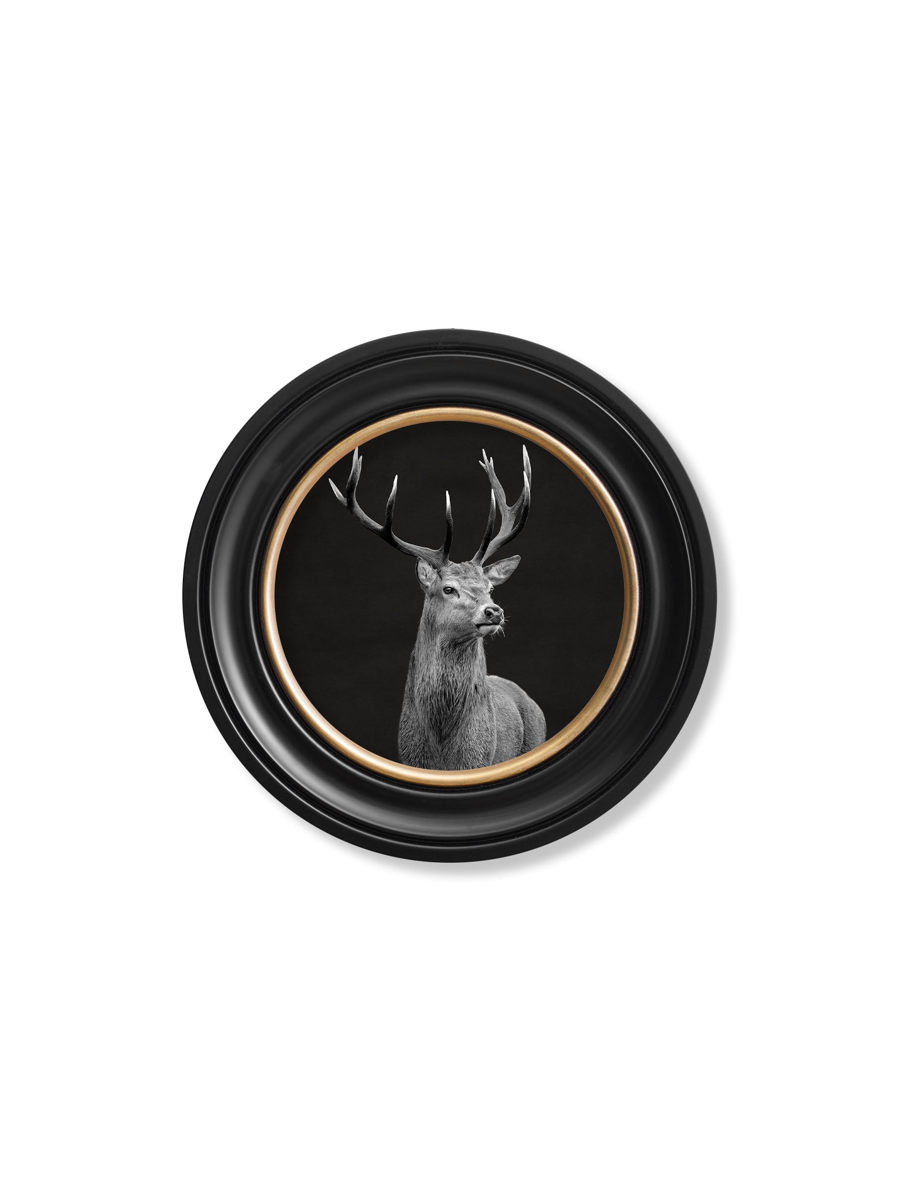wildlife photography red deer round frame - premium glass-fronted framed art print with solid wood frame, ideal for modern interiors