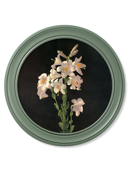 c 1874 george cochran lambdin lillys round frame green in size 70 x 70cm - glass-fronted framed wall art print with solid wood frame, designed for high-end interior design