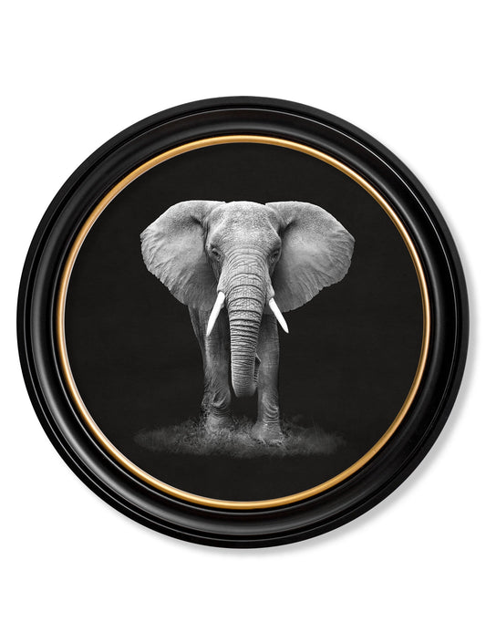 Wildlife Photography - Elephant - Round Frame in size 44 x 44cm - glass-fronted framed wall art print with solid wood frame, adds elegance to your decor