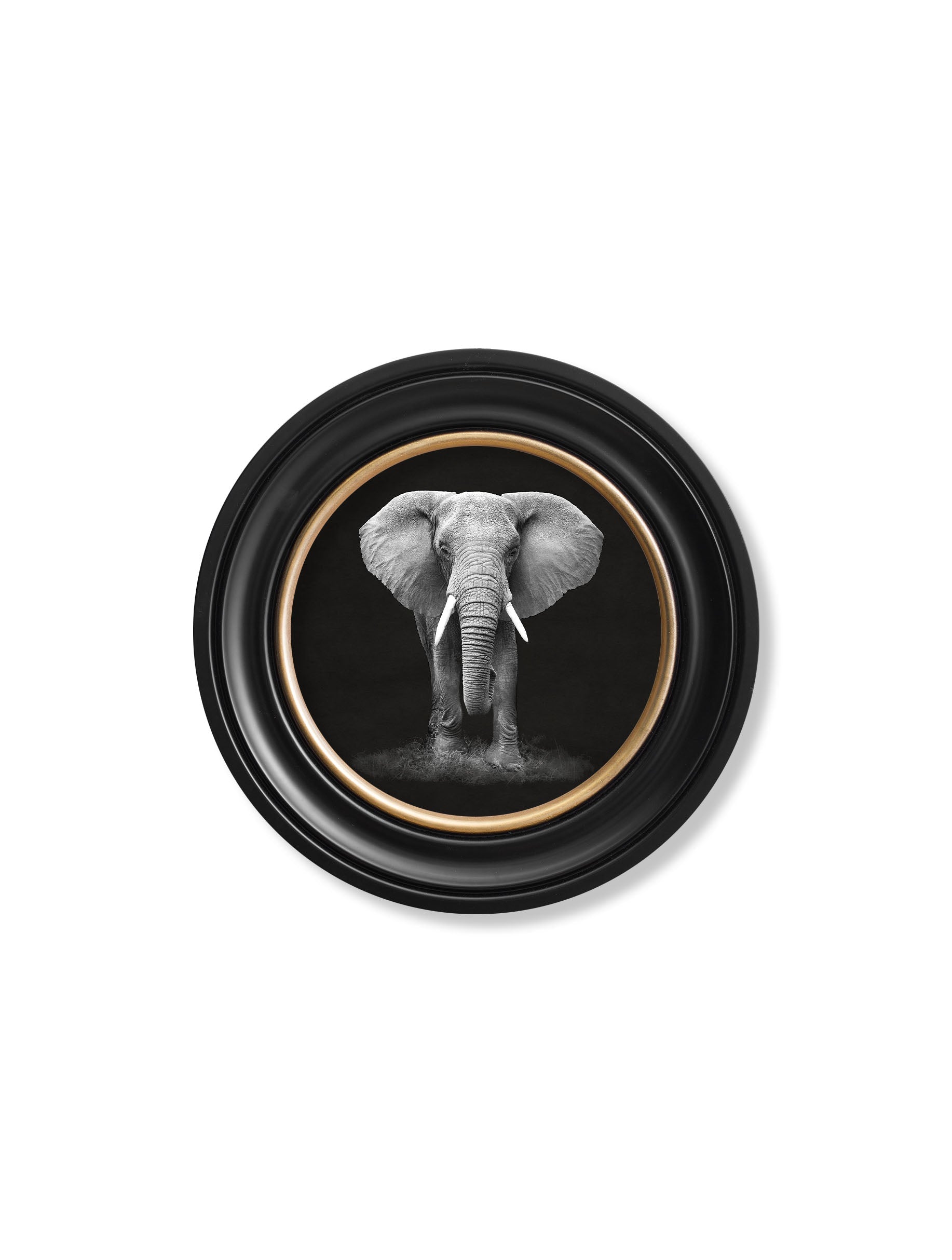 wildlife photography elephant round frame - premium glass-fronted framed art print with solid wood frame, a beautiful addition to stylish homes