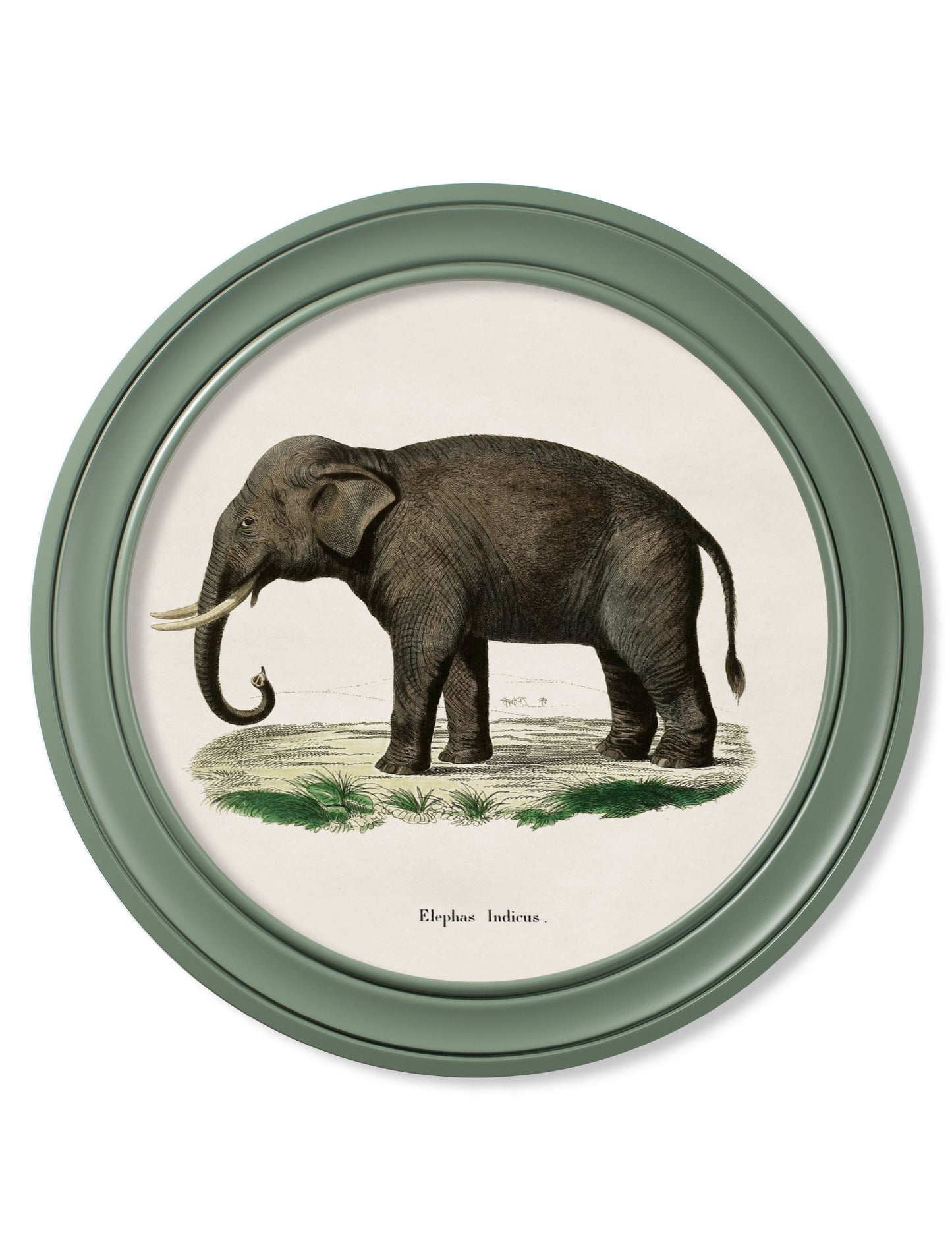 c 1846 elephants in round frame  in size 70 x 70cm - glass-fronted framed wall art print with solid wood frame, perfect for statement wall decor