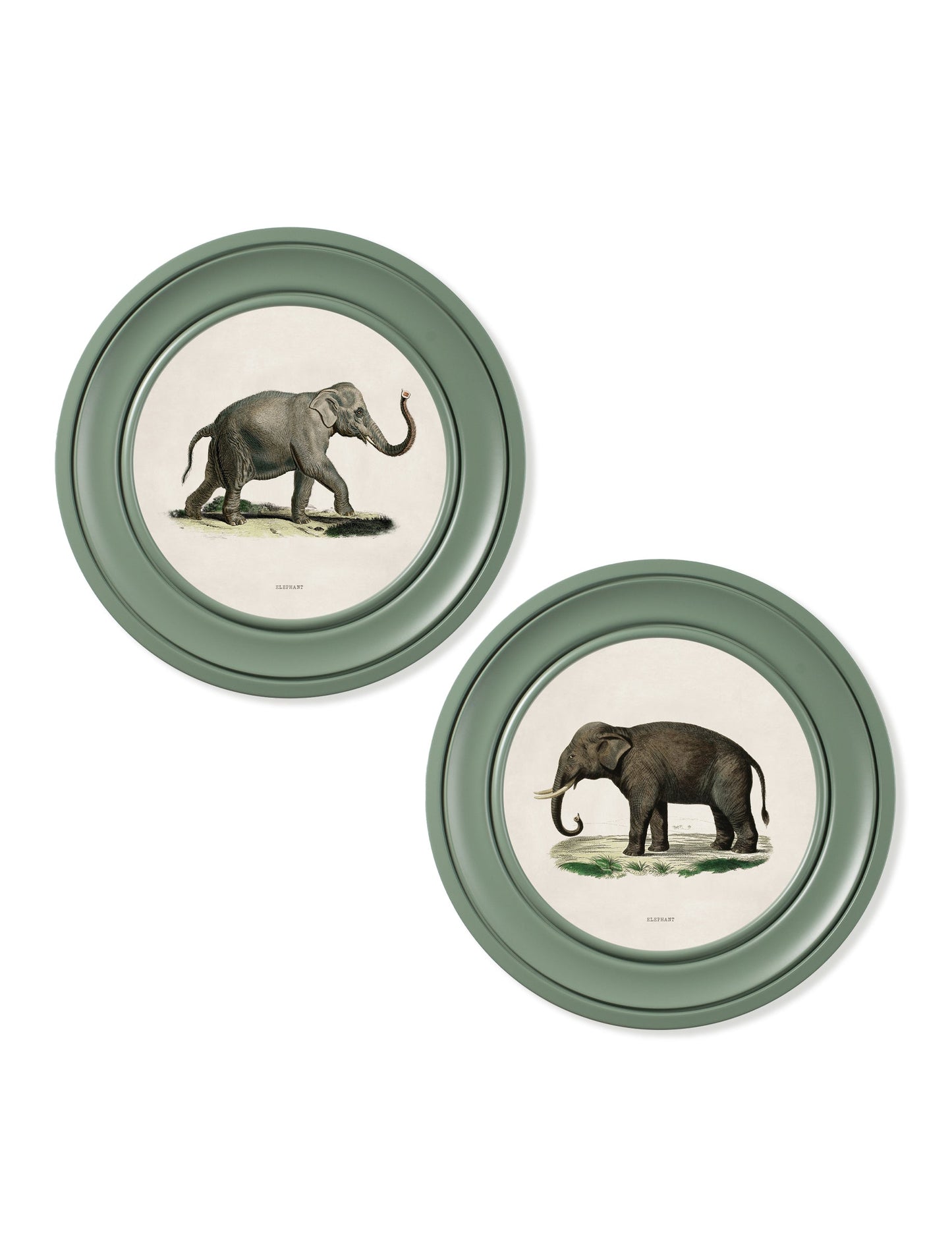 c 1846 elephants in round frame  in size 44 x 44cm - glass-fronted framed wall art print with solid wood frame, ideal for modern interiors