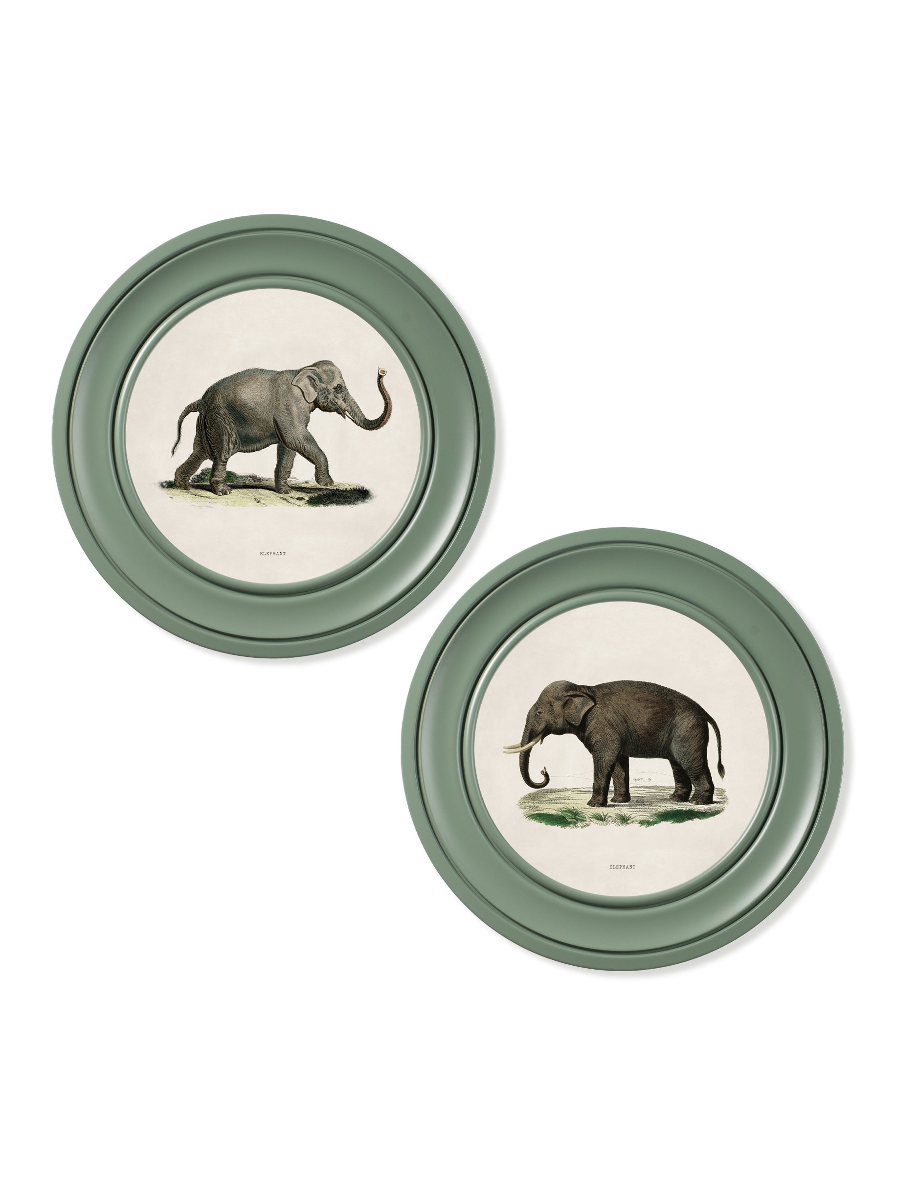 c 1846 elephants in round frame  in size 44 x 44cm - glass-fronted framed wall art print with solid wood frame, ideal for modern interiors