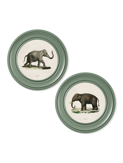 c 1846 elephants in round frame  in size 44 x 44cm - glass-fronted framed wall art print with solid wood frame, ideal for modern interiors