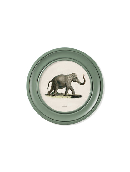 c 1846 elephants in round frame  in size 44 x 44cm - glass-fronted framed wall art print with solid wood frame, designed for high-end interior design