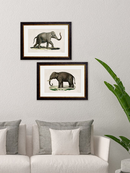 c 1846 indian elephant in size 38 x 50cm - glass-fronted framed wall art print with solid wood frame, perfect for luxury home decor
