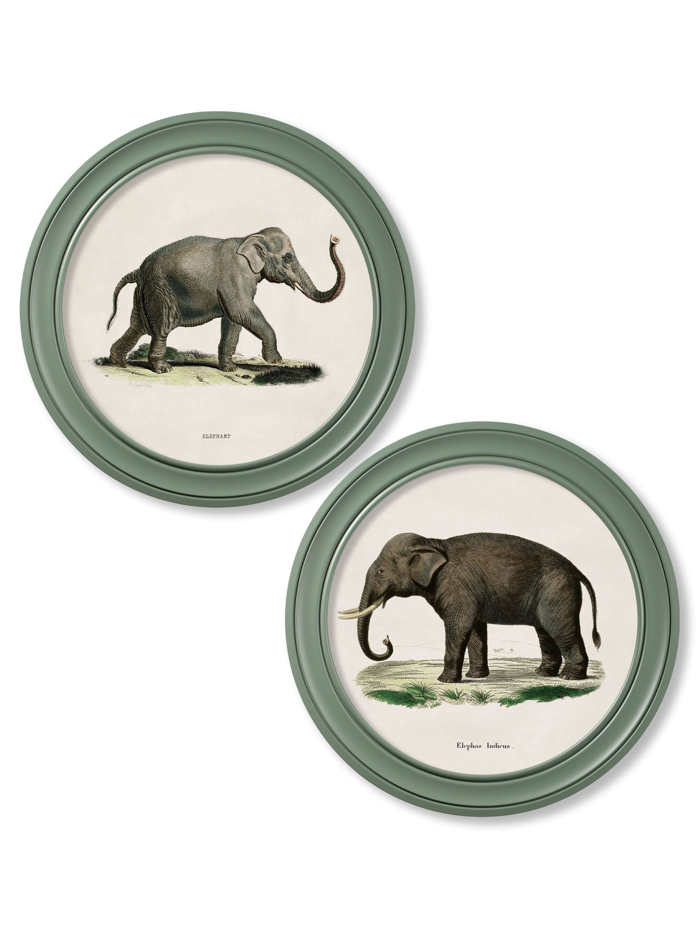 c.1846 Elephants in Round Frame Green in size 44 x 44cm - glass-fronted framed wall art print with solid wood frame, a beautiful addition to stylish homes