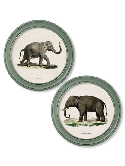 c.1846 Elephants in Round Frame Green in size 44 x 44cm - glass-fronted framed wall art print with solid wood frame, a beautiful addition to stylish homes
