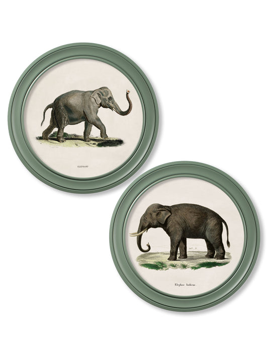 c.1846 Elephants in Round Frame Green in size 44 x 44cm - glass-fronted framed wall art print with solid wood frame, a beautiful addition to stylish homes