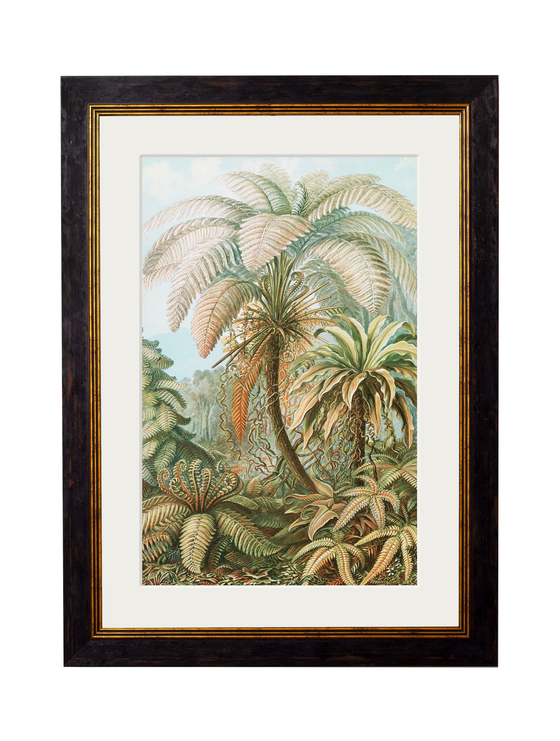 C.1904 Study Of Ferns - Ernst Haeckel in size 38 x 50cm - glass-fronted framed wall art print with solid wood frame, ideal for contemporary home styling