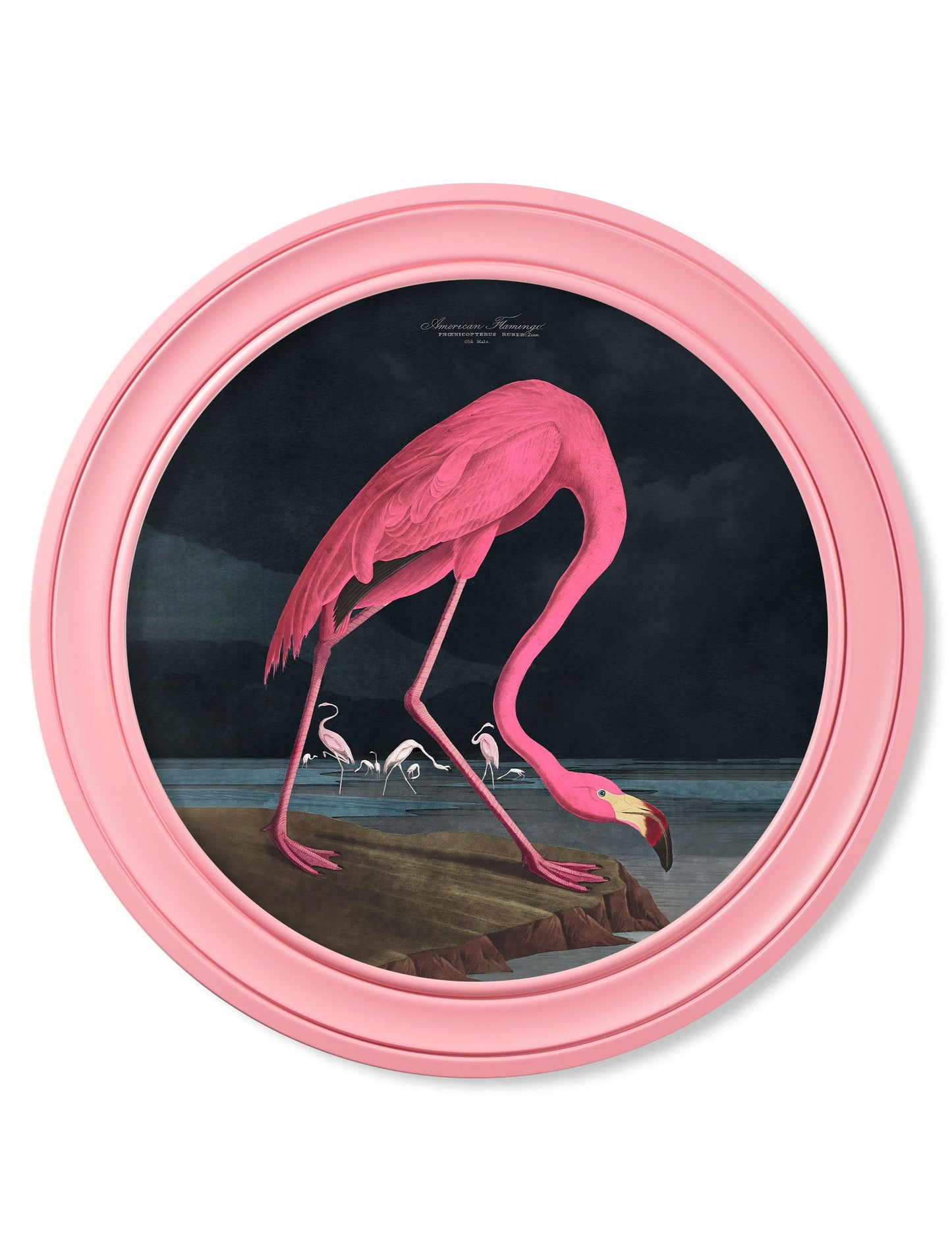 c.1838 Audubon's Flamingo - Dark - Round Frame Pink in size 44 x 44cm - glass-fronted framed wall art print with solid wood frame, designed for high-end interior design