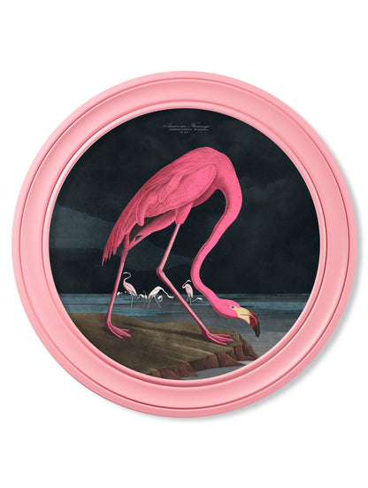 c.1838 Audubon's Flamingo - Dark - Round Frame Pink in size 44 x 44cm - glass-fronted framed wall art print with solid wood frame, designed for high-end interior design