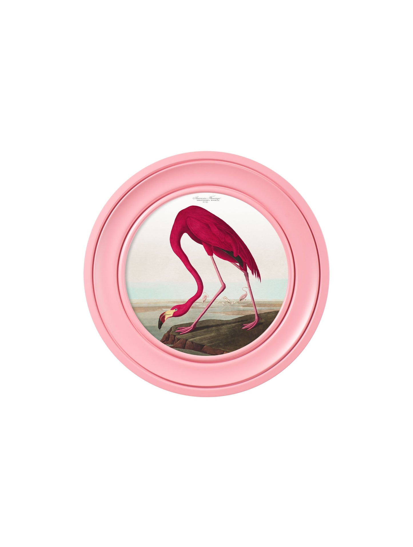 c 1838 audubons flamingo in pink frame in size 96 x 96cm - glass-fronted framed wall art print with solid wood frame, perfect for statement wall decor