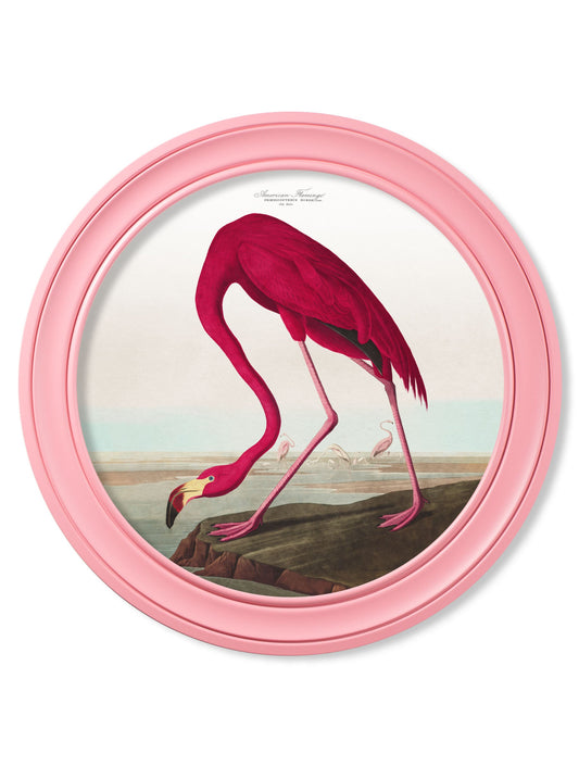 c.1838 Audubon's Flamingo in Pink Frame in size 44 x 44cm - glass-fronted framed wall art print with solid wood frame, luxury wall art for sophisticated spaces