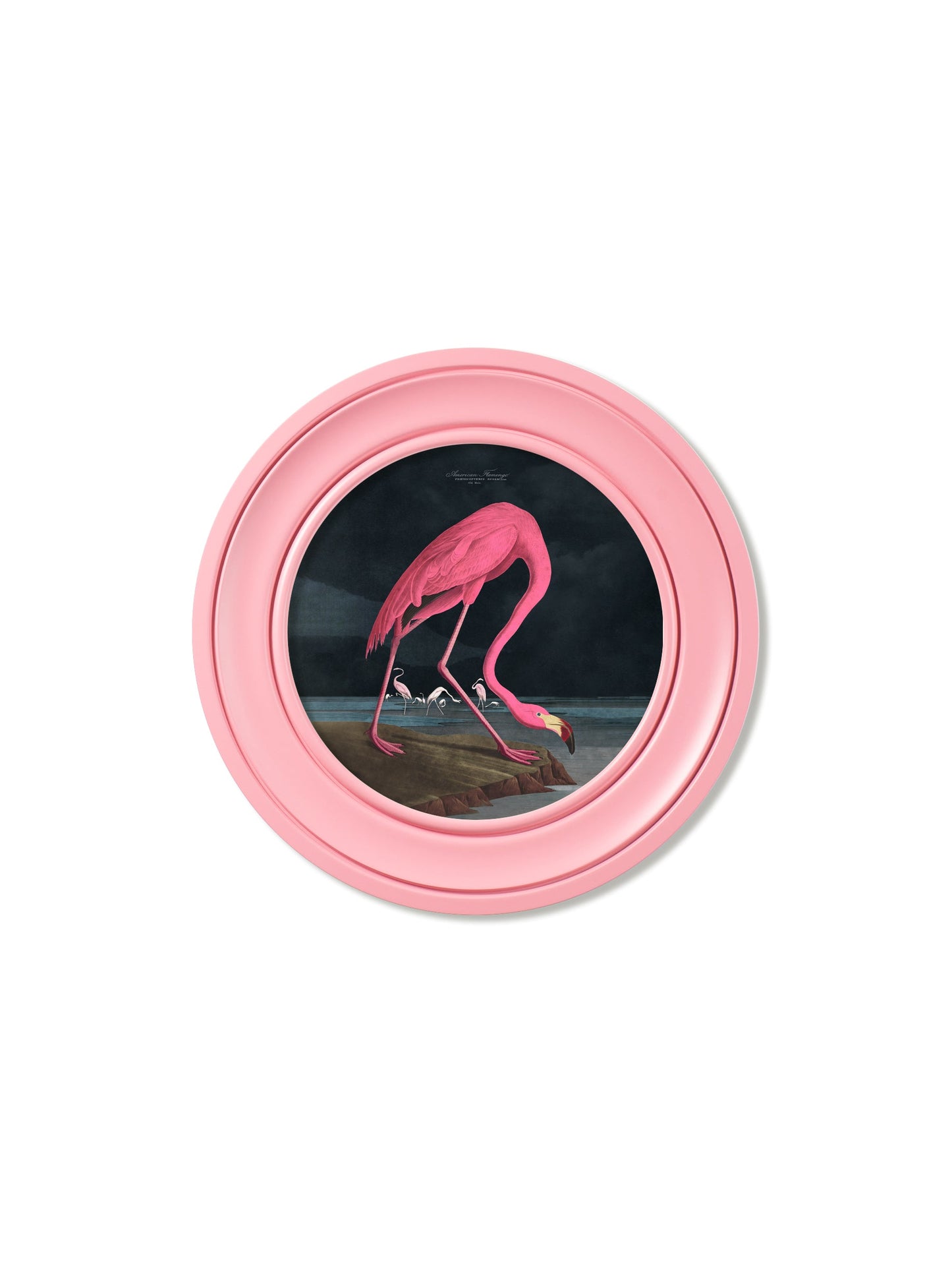 c 1838 audubons flamingo dark round frame pink in size 70 x 70cm - glass-fronted framed wall art print with solid wood frame, designed for high-end interior design