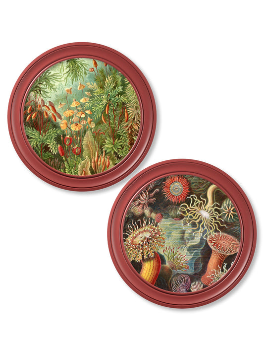 c.1904 Haeckel Flora and Fauna - Round Frames Red in size 44 x 44 cm - glass-fronted framed wall art print with solid wood frame, designed for high-end interior design