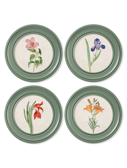 c 1780 flowering plants round frame green in size 44 x 44cm - glass-fronted framed wall art print with solid wood frame, luxury wall art for sophisticated spaces