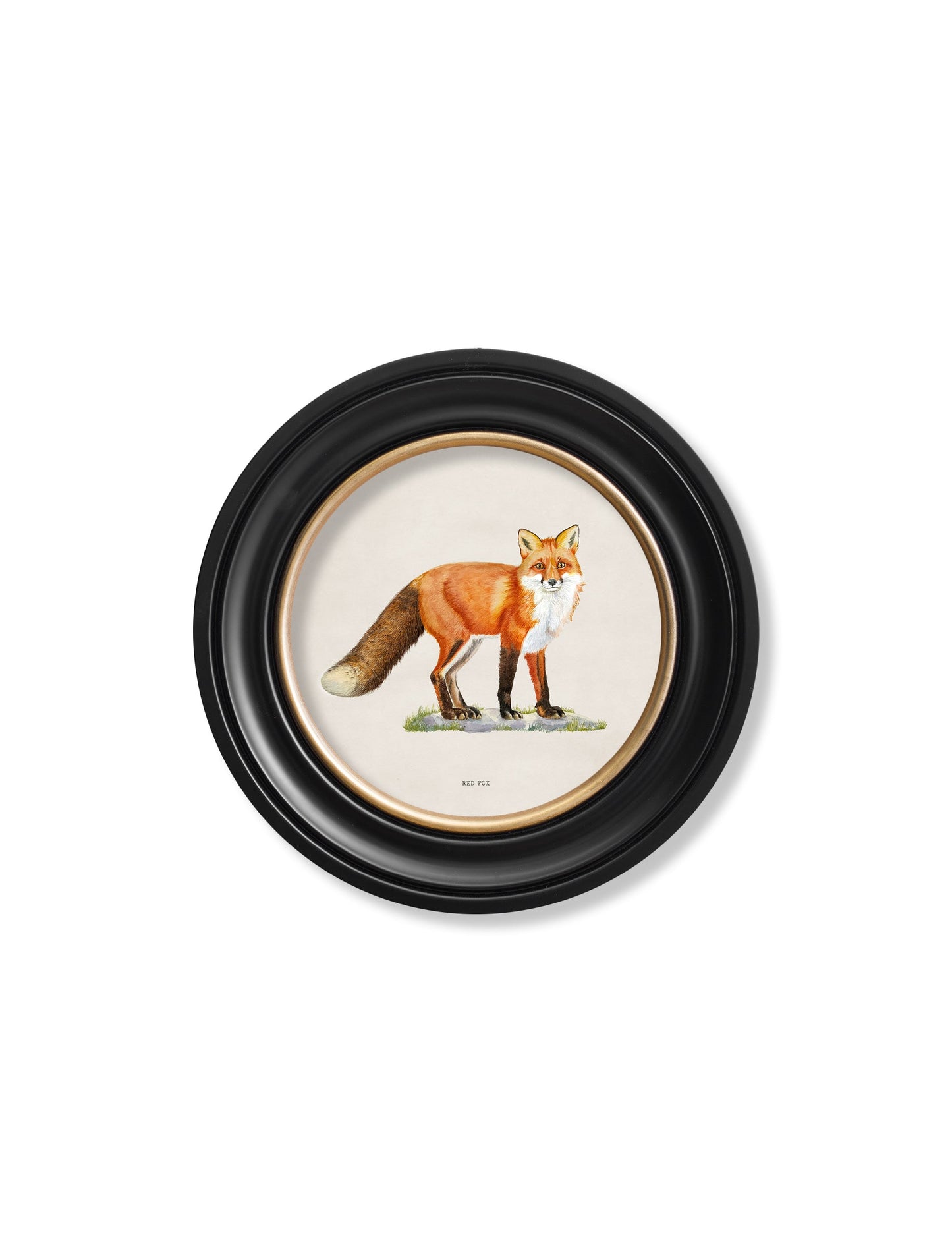 red fox round frame - premium glass-fronted framed art print with solid wood frame, luxury wall art for sophisticated spaces