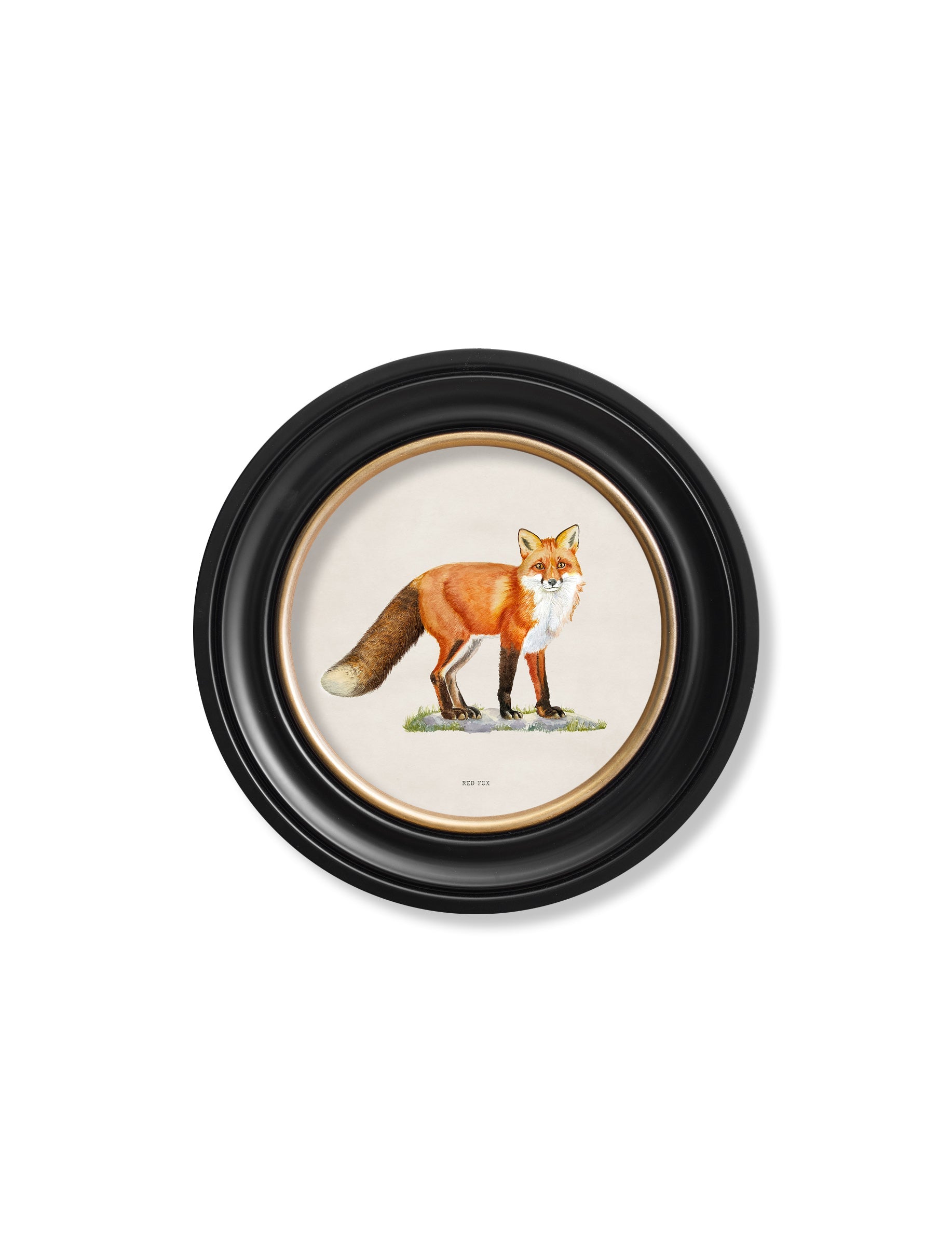 red fox round frame - premium glass-fronted framed art print with solid wood frame, luxury wall art for sophisticated spaces
