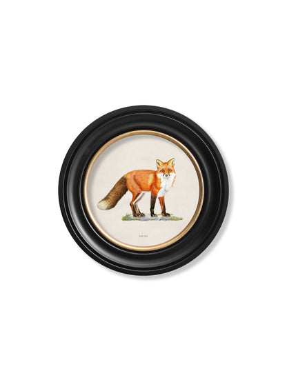 red fox round frame - premium glass-fronted framed art print with solid wood frame, luxury wall art for sophisticated spaces