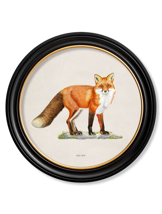 Red Fox - Round Frame in size 44 x 44cm - glass-fronted framed wall art print with solid wood frame, perfect for statement wall decor