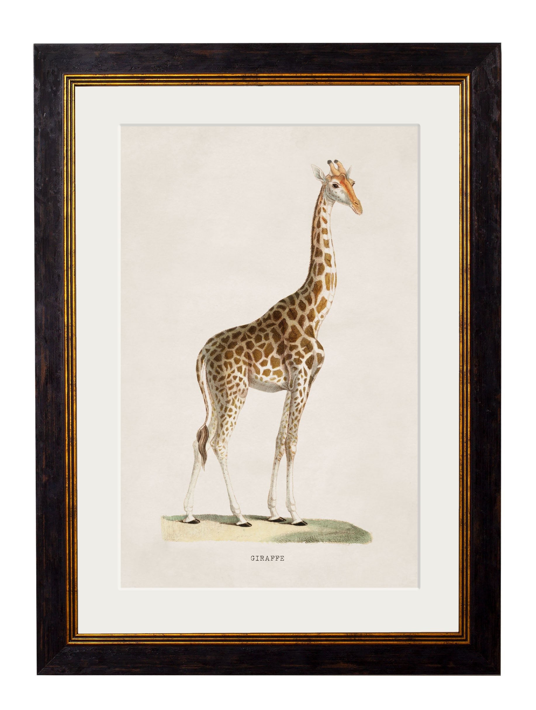 c.1836 Giraffe in size 38 x 50cm - glass-fronted framed wall art print with solid wood frame, ideal for modern interiors