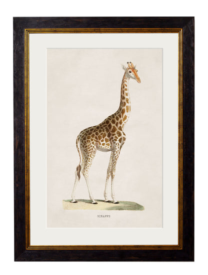 c.1836 Giraffe in size 38 x 50cm - glass-fronted framed wall art print with solid wood frame, ideal for modern interiors