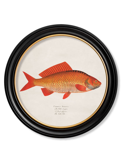 c 1785 goldfish and golden orfe round frame in size 70 x 70cm - glass-fronted framed wall art print with solid wood frame, luxury wall art for sophisticated spaces