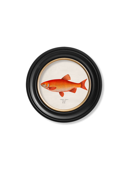c 1785 goldfish and golden orfe round frame in size 70 x 70cm - glass-fronted framed wall art print with solid wood frame, designed for high-end interior design