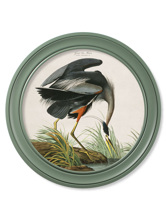 c.1838 Audubon's Great Blue Heron in Green Frame in size 44 x 44cm - glass-fronted framed wall art print with solid wood frame, a beautiful addition to stylish homes