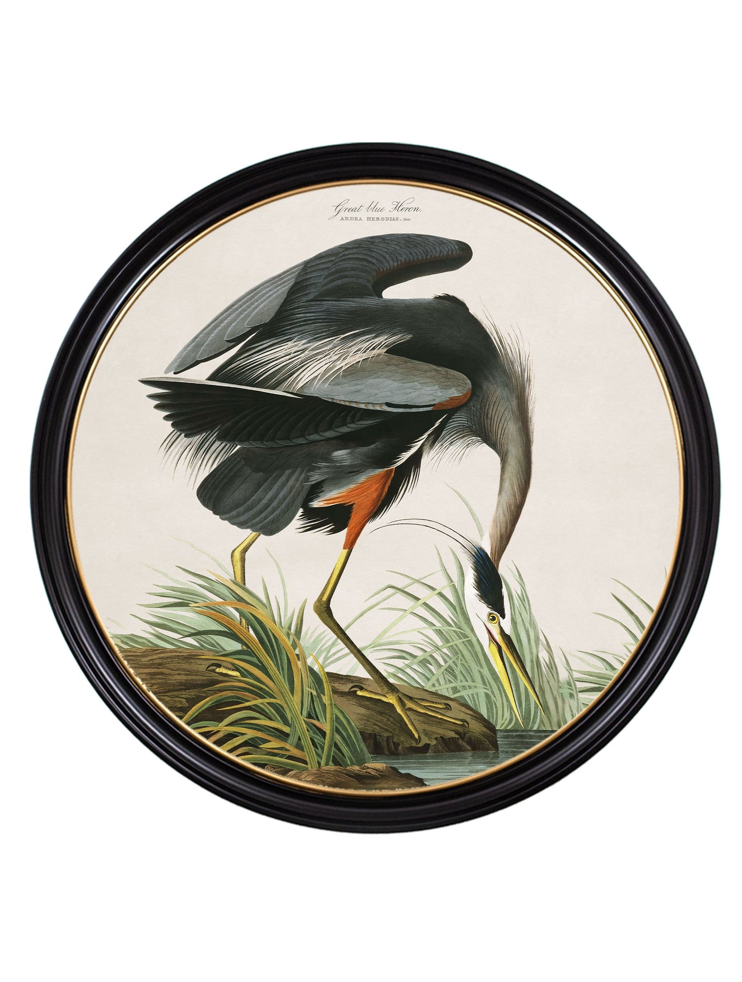 c 1838 audubons great blue heron in size 120 x 120cm - glass-fronted framed wall art print with solid wood frame, perfect for statement wall decor
