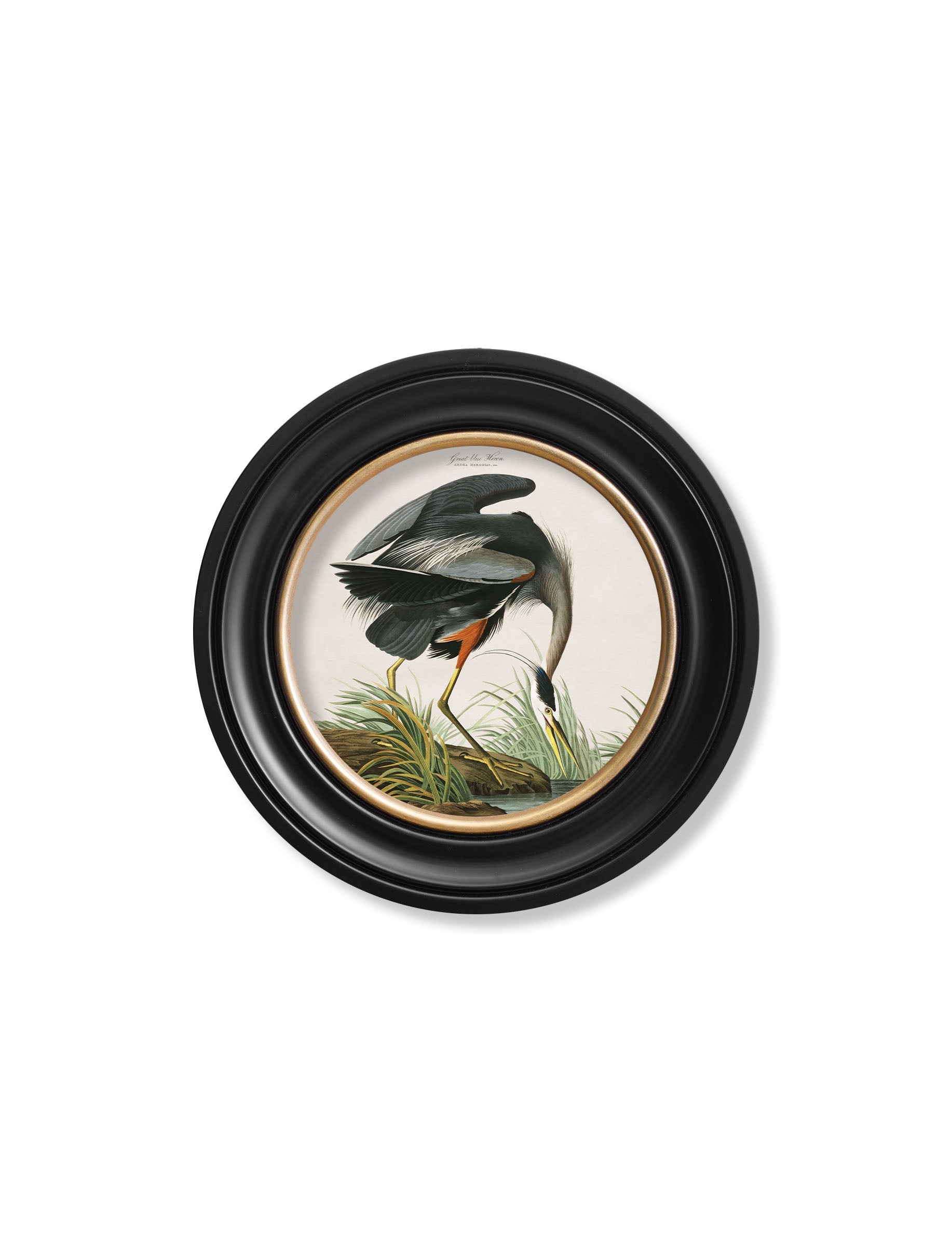 c 1838 audubons great blue heron in size 96 x 96cm - glass-fronted framed wall art print with solid wood frame, ideal for modern interiors