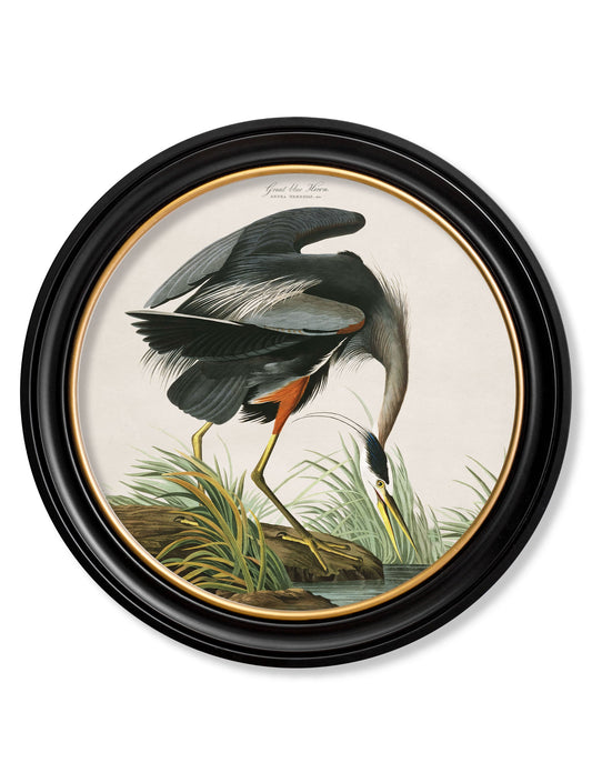 c.1838 Audubon's Great Blue Heron in size 44 x 44cm - glass-fronted framed wall art print with solid wood frame, adds elegance to your decor