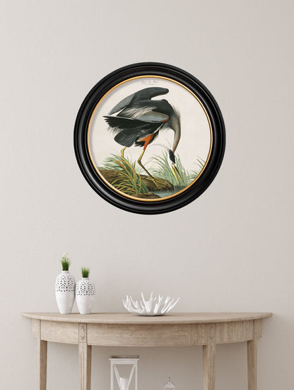 c 1838 audubons great blue heron in size 70 x 70cm - glass-fronted framed wall art print with solid wood frame, perfect for statement wall decor