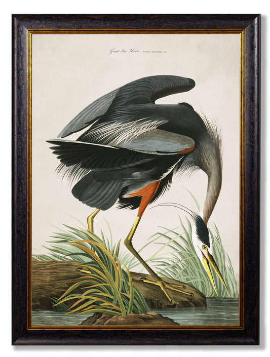 c.1838 Audubon's Great Blue Heron in size 38 x 50cm - glass-fronted framed wall art print with solid wood frame, adds elegance to your decor