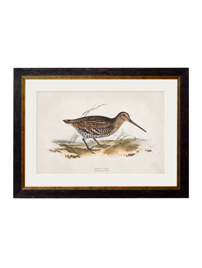 c 1837s british game birds in size 38 x 50cm - glass-fronted framed wall art print with solid wood frame, ideal for contemporary home styling