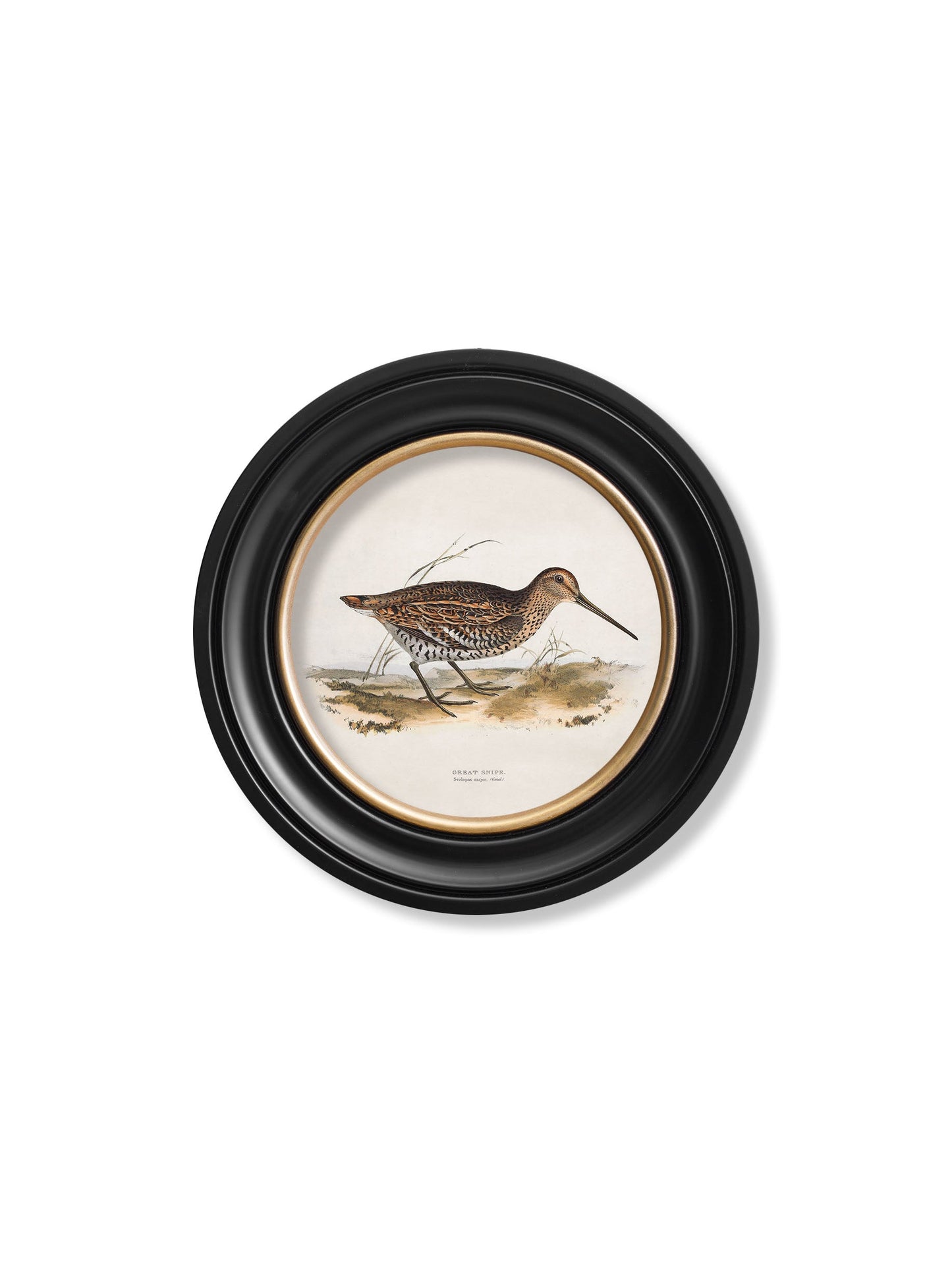 c 1837s british game birds round in size 44 x 44cm - glass-fronted framed wall art print with solid wood frame, luxury wall art for sophisticated spaces
